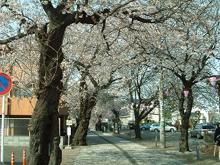 桜道その１