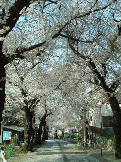 桜道その１