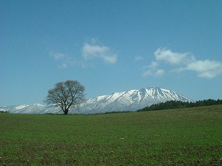 岩手山と一本桜