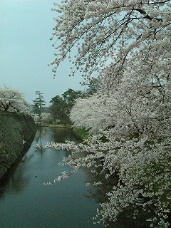 060505_sakura.jpg