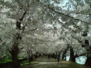 060507_sakura01.jpg