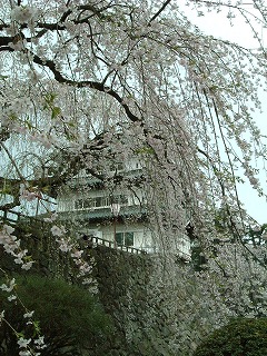 060507_sakura03.jpg