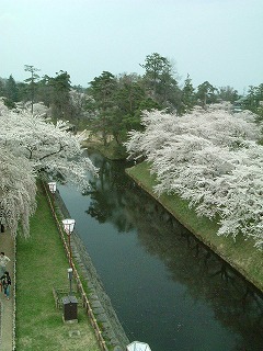 060507_sakura04.jpg