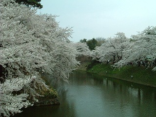 060507_sakura06.jpg