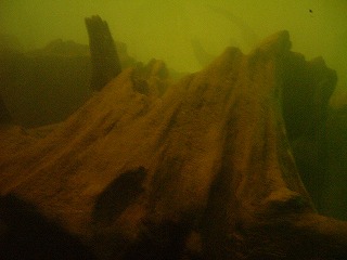 水中の埋没林