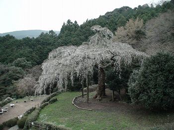 長興山　しだれ桜