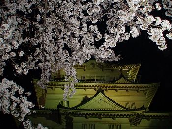 小田原城の夜桜