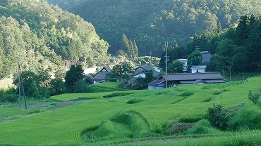 毛原の棚田