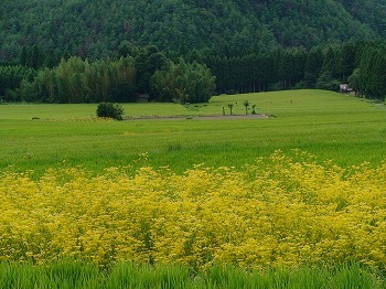 越畑の棚田２