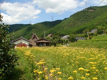 越畑の棚田３