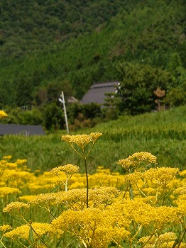 070811-18_kyoto_022.jpg